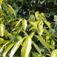 Spot 100% plump seeds1PCS Bay Leaf Seeds Laurel Plant Bayleaf Tree Seeds【COD】 7ZKT