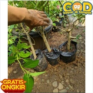 Bahan bonsai - bahan bonsai sancang - sancang - bibit sancang - bibit bonsai sancang - pohon sancang