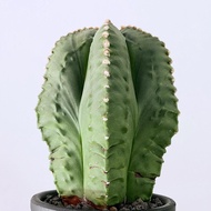 鸞鳳玉｜Astrophytum myriostigma ｜———｜塊根植物｜象牙宮｜龜甲龍｜曲刺妖炎｜橄欖｜象足漆樹｜多肉植物｜龍舌蘭｜嚴龍｜