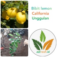 bibit pohon jeruk lemon california / tanaman jeruk california inport