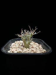 黑鬼殿-服盆已醒-出葉菊科厚敦菊屬—冬型種—有根 caudex plant 塊根多肉植物仙人掌 仙人球 刺 agave 龍舌蘭
