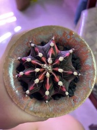 肋骨牡丹錦  (G. Mihavovcichii) 肋骨牡丹 多肉植物 不是象牙宮 不是塊根