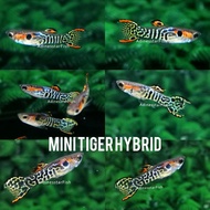 Guppy Endler Hybrid - Mini Tiger Hybrid