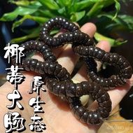 Coconut Shell Original Ecological Large Intestine Bracelet Cultural Play Matching DIY Fun DB7W
