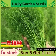 【 Cut Fennel Seeds 】茴香种子， Version Fennel Bulbs Fennel  Home Garden Vegetable Seeds Balcony Pot Plant