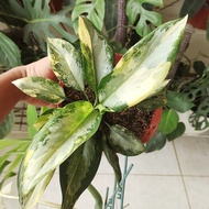 aglaonema airport aglaonema suvarnabhumi