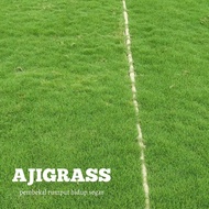 Rumput Jepun Japanese Grass Real Grass Rumput Hidup