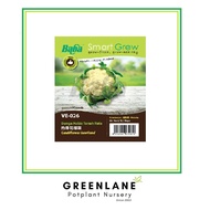 Baba Cauliflower Lowland Seed 热带花椰菜