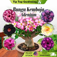 Real Live Plant Adenium Thailand (Random) Bunga Kemboja Pokok Hidup 富贵花