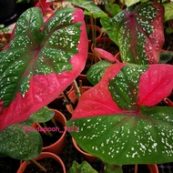 CALADIUM RED BERET / GRADE A / LIVE PLANT [READY STOCK]