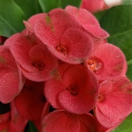 Bright Color Drought-Resistant Wood Red Auspicious Flower For Guests Travel City