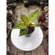 Aglaonema Lulu atau Aglaonema Lucia Lucas