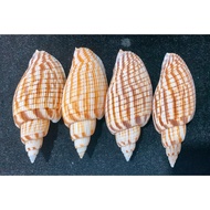 CORN snail shells - Decorative snail shells - Collectible snail shells - Beautiful snail shells