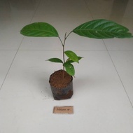 Terlaris Bibit tanaman langsat bibit langsep buah langsat langsep bukan duku TERBAIK