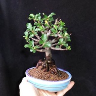 日本紅花一號長壽梅  獨幹老樁 小盆景❇️  連盆  Plant Bonsai 植物  盆栽 年花 小樹 花草 實拍 禮物 gift  "Chaenomeles Japonica"