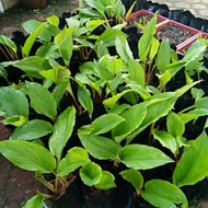 RARE / EXOTIC / NADIR Halia Hitam MARDI / Kunyit Hitam / Black Ginger (Kaempferia parviflora) - Poko