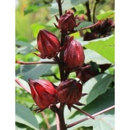 Ribena Seeds / Roselle Seeds / Pokok Roselle / Pokok Buah Ribena / Asam Raya Biji Benih (洛神花)