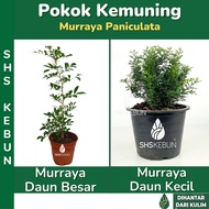 Murraya Paniculata Orange Jasmine Pokok Bunga Kemuning Harum Sedap Malam Pokok Outdoor SHS Kebun