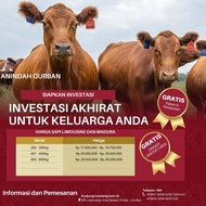 BIG SALE Sapi Qurban Madura