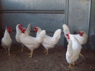 Telur berbenih white leghorn