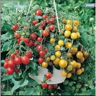 [20biji]Benih Tomato Renek 丨Dwarf Tomato 丨盆栽小番茄
Tomato Roma