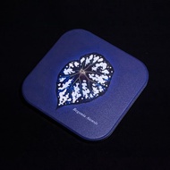 YN植栽 | 秋海棠杯墊 Begonia Aiensis