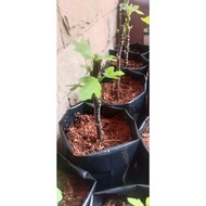 anak pokok tin- super jumbo