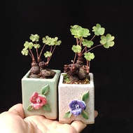 二盆價) 塊根幸運草 迷你盆景 三葉草 酢漿草 愛心葉 盆栽 盆景 植物 bonsai gift 聖誕新年christmas禮物 plant