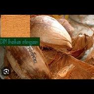 serabut darmawangi super kemasan 500 gr