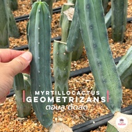ตอบลู ตัดสด ( Myrtillocactus Geometrizans ) ตอกราฟไม้ แคคตัส กระบองเพชร cactus&amp;succulent