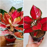 Paket 2  Aglonema Red Anjamani dan Red Khocin