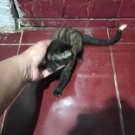 Musang Pandan Ekor Putih Realpict