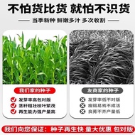 Ryegrass Seed Seed Seed Four Seasons Multi-Year Grass Seed Cold-Resistant Alfalfa Sultan Grass High 