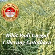 BIBIT PADI UNGGUL CIHERANG GATOTKACA 1kg Benih super