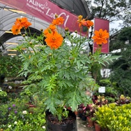 [Paling Horticulture Sdn Bhd] Cosmos Flower 菊科花 | Pokok Bunga Hidup | Flowering Live Plant