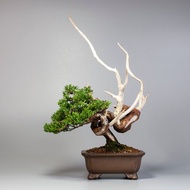 【空間擺設】系魚川真柏 精緻盆景 送禮盆景