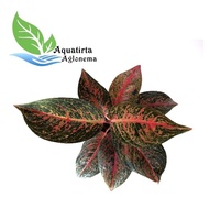 Tiara - Tanaman Hias Aglonema / Aglaonema