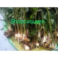 Wind ginger resembles 3 trees