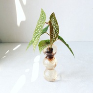 水培植栽│白冰秋海棠_室內植物  夢幻泡泡球玻璃瓶 辦公室盆栽