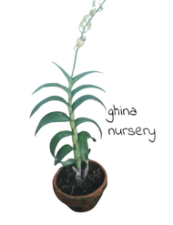 Anggrek Dendrobium Spike Knop / Anggrek Dendrobium Berbunga / Anggrek Dendrobium spike