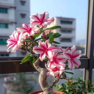 ้5 เมล็ด ดอกชวนชม กุหลาบทะเลทราย Desert Rose Adenium Seeds เมล็ดเก็บใหม่ ดอกสีชมพู