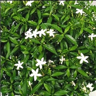 ANAK POKOK BUNGA / Pokok Ervatamia Dwarf Jasmine / Pokok bunga jaleti by MGL PLANT