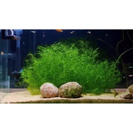 ✨FRESH AQUATIC PLANT✨Guppy Grass aka Bamboo Grass Aquatic Plant竹节草水草