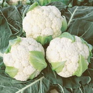 CAULIFLOWER SEEDS (90 seeds) - 45 Days