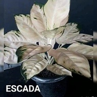 aglonema escada anakan asli