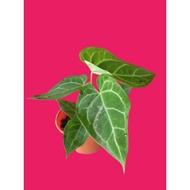 anthurium(kuping gajah).