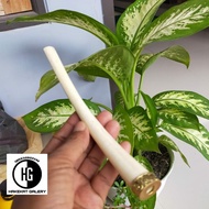 once pipa rokok tulang iga duyung ring alpaka premium D14