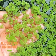 Fresh Azolla 2kg [FREE Organic Fertilizer] Makanan ternakan, peliharaan, hiasan, protein tinggi