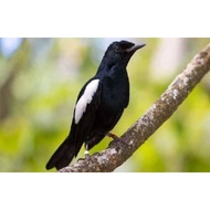 Burung Kacer Dada Hitam Jatim