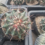 regular size ref spine fero cactus